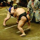 First Decent Japanese Sumo Raised in Captivity for Fifty Years